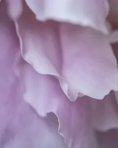 Pétales de fleur évoquant la délicatesse d'un parfum sur mesure créé par Empreinte Éthérée